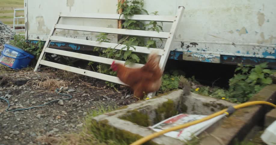 The chickens run towards the truck