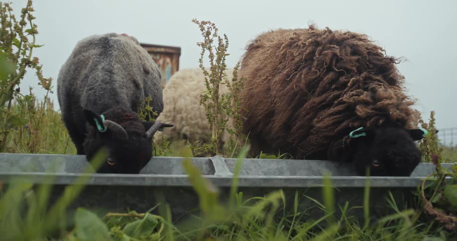 Sheep eating from a feed tank