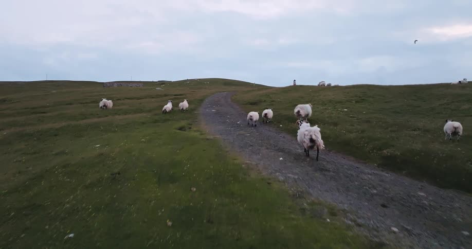 A flock of sheep walks along a gravel road on a grassy hillside passing a building