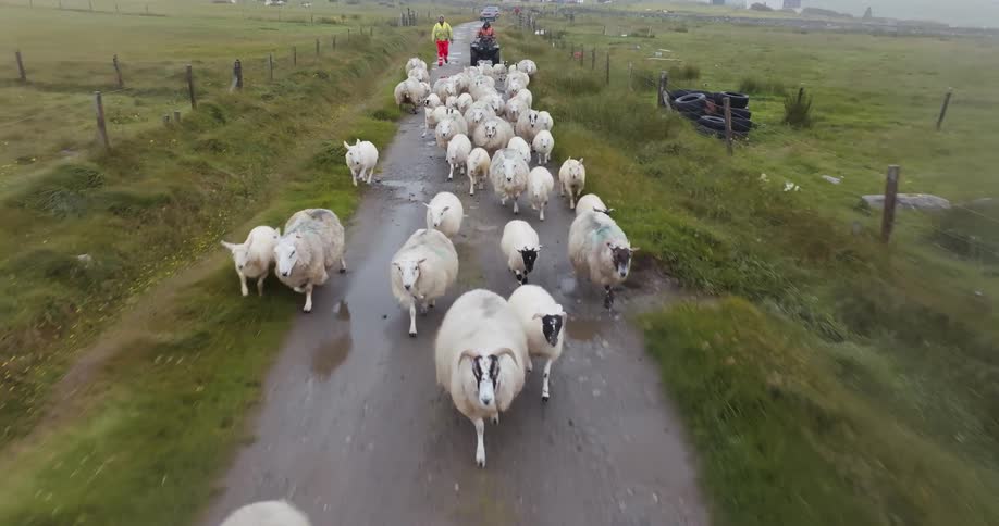 Two farmers escorting a herd of sheep along a grassy rural path at midday