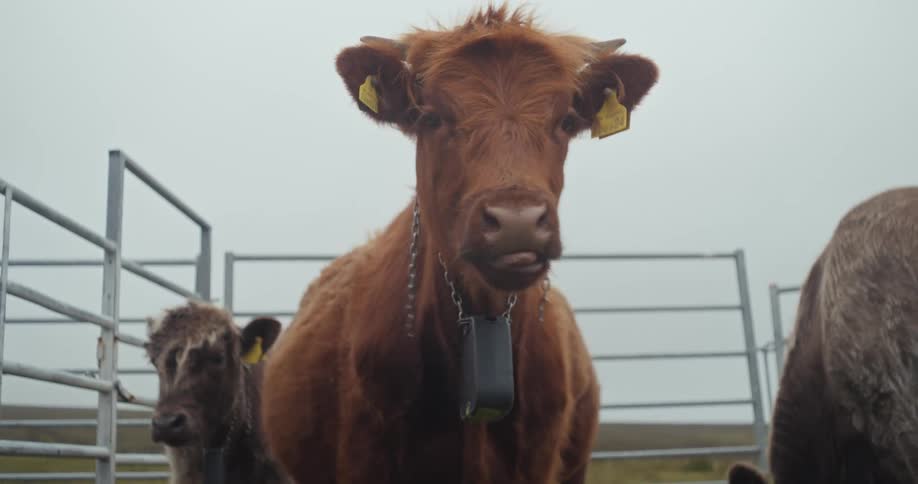 A large brown cow with horns and ear tags looks directly at the camera chewing with its mouth open another cow partially visible stands behind and to the left of the main subject