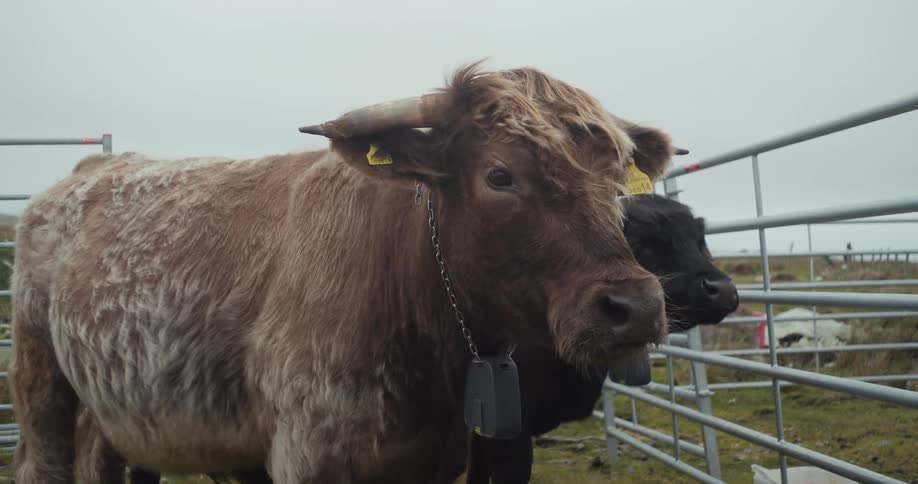 Cattle are behind the fence on a windy day