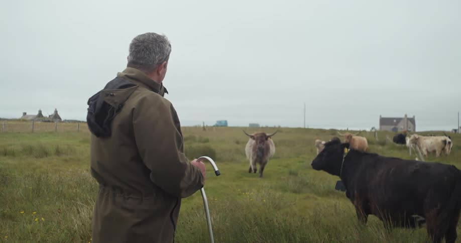 A shepherd holding a metal cane talking and point as a herd of cows graze on a grass field and an ox runs towards them
