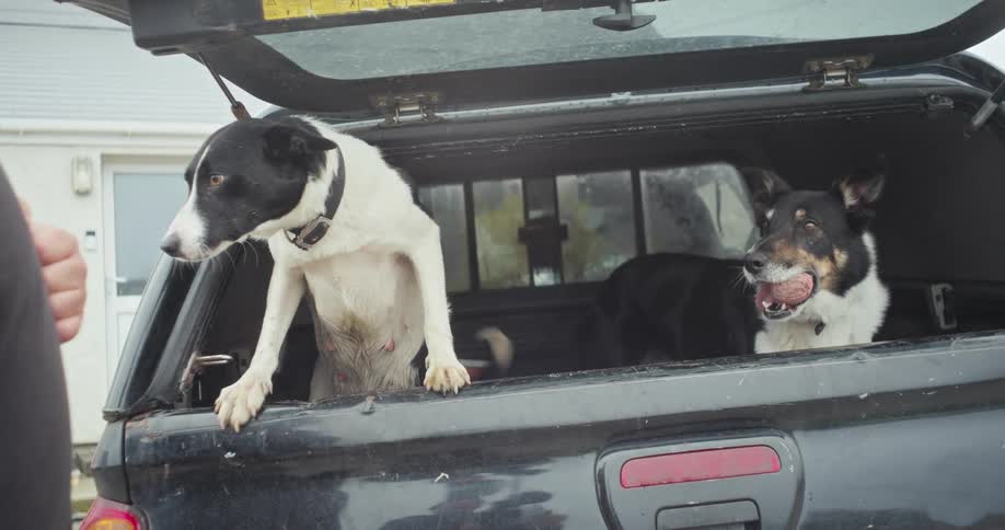 A close view of the back of a black pickup truck with two black and white border collies looking out the rear window