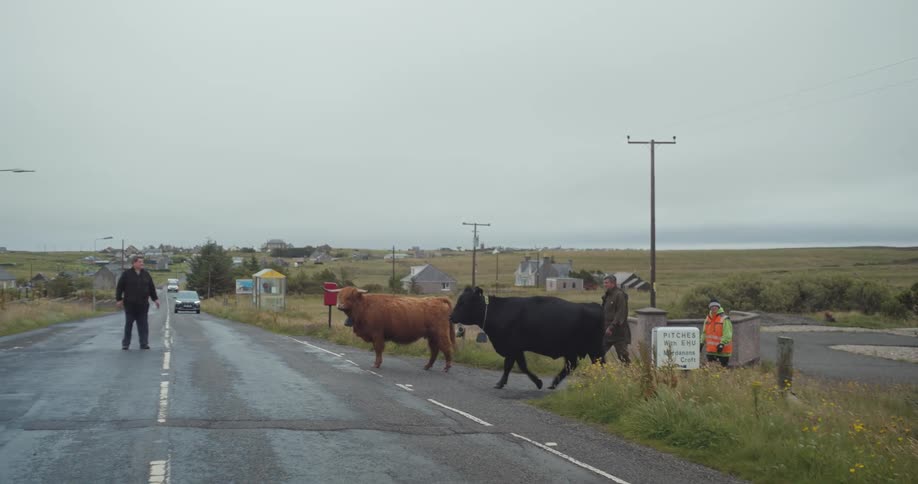 Cattle crossing a highway with the help of people