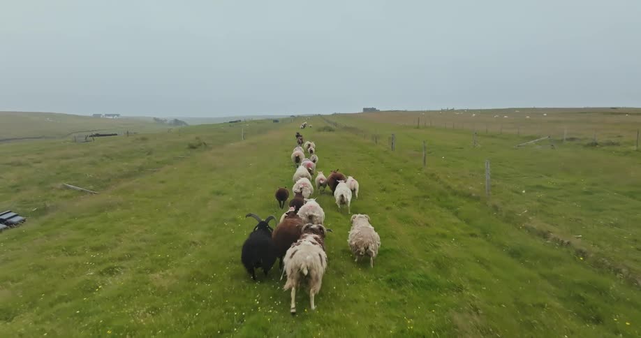 A flock of sheep led by a black sheep walks in a line on a grassy path through a field under an overcast sky