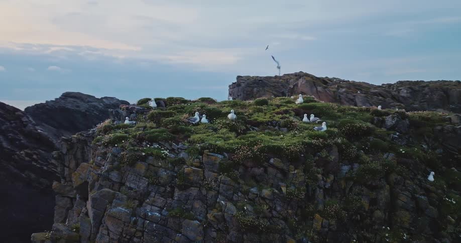 A flock of seagulls at rest on a coastal cliff