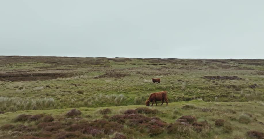 A wide view shows two brown cows grazing in a large field of green and brown grass under a pale gray sky
