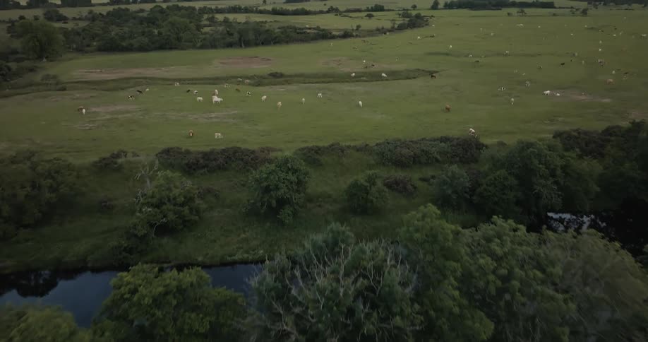 A tree forest gives way to a grass field with grazing animals