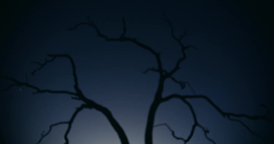 A wide view shows the silhouetted branches of a bare tree against a dark blue evening sky