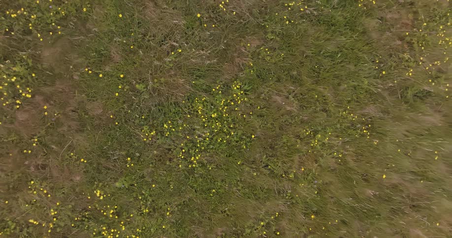 A straight down aerial view shows a field of tall green and brown grass with small bright yellow wildflowers scattered throughout