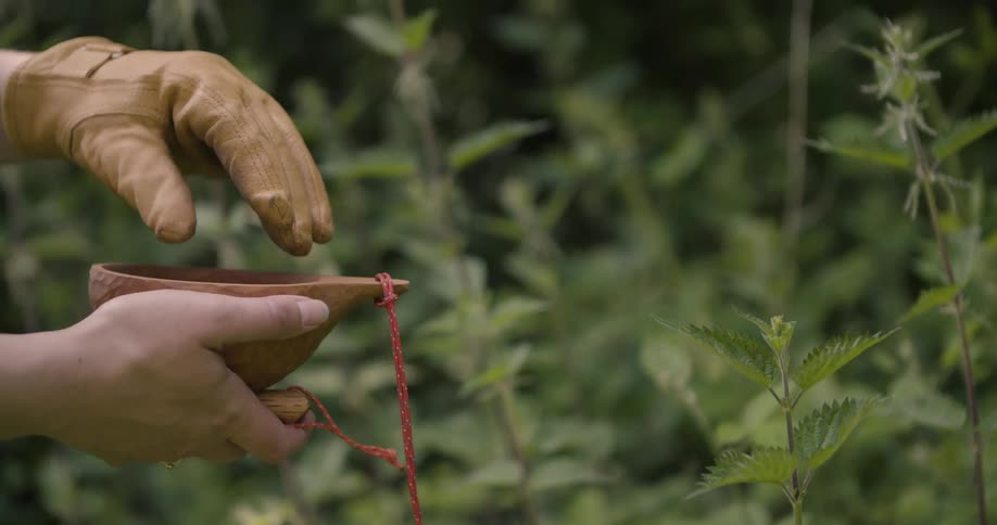 A person wearing a glove plucks leaves from a plant and places them into a small wooden cup