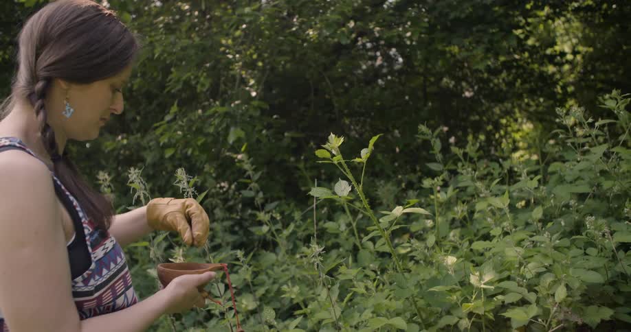 The woman is gathering herbs in the garden