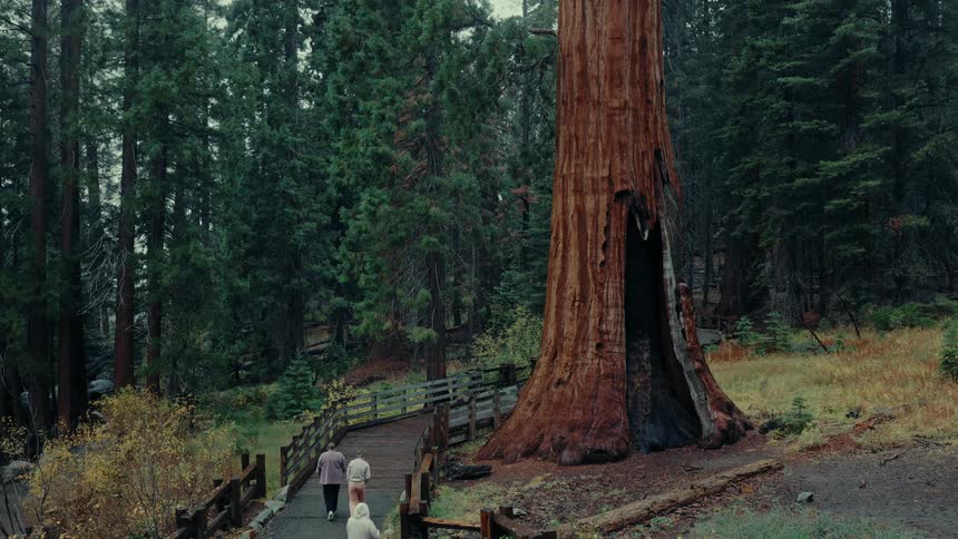 A large group of people walk on a path next to a large tree in a forest