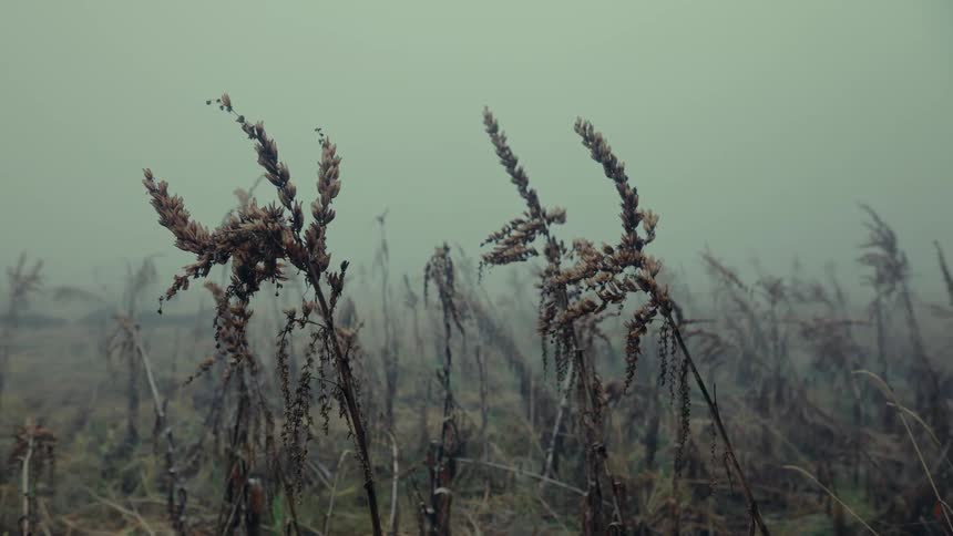 Dead brown weeds and long grass fill the foreground of a foggy field with a hazy moody atmosphere