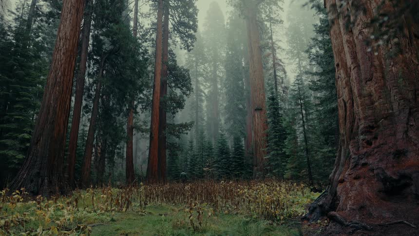 Towering redwood trees rise in a forest beneath a misty sky