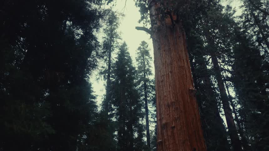 A giant redwood towers among forest trees under the sky