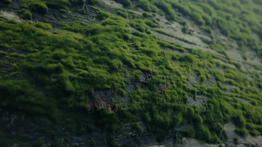 Trunk with green moss