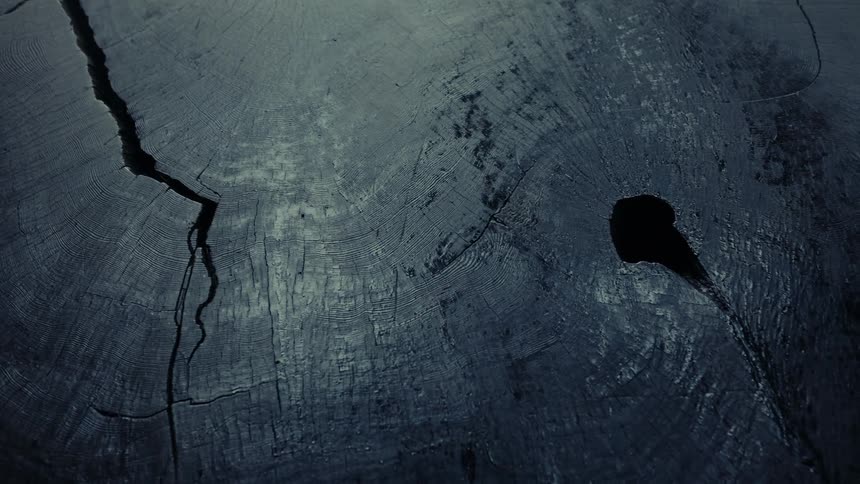Closeup of a cracked tree stump surface in dark lighting