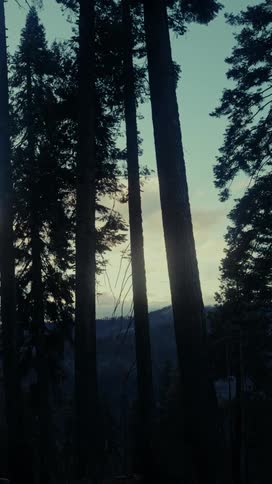 The tall trees are in shade as the sun rises