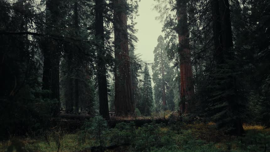 People are hiking through the forest in the distance