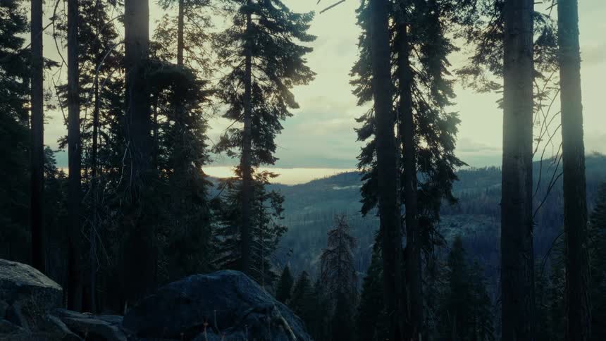A forest landscape with tall trees on a mountain with a sky above them