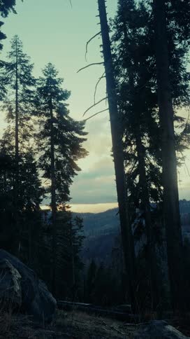 Tall trees stand in a forest with mountains in the distance at dusk