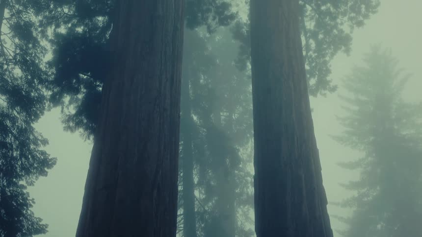 Tall redwood trees tower into a foggy sky in a dense forest