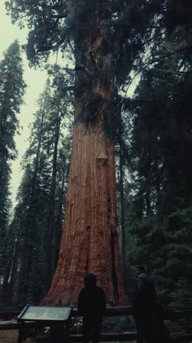 Two people stand in front of a massive sequoia tree in a dense forest