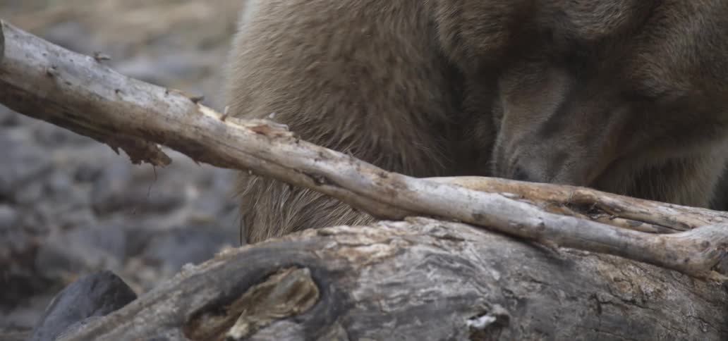 The face of a large bear emerges from behind a log in a forest setting