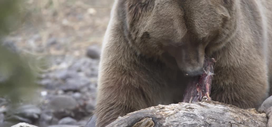 Man picks up a piece of raw meat while standing near a stream