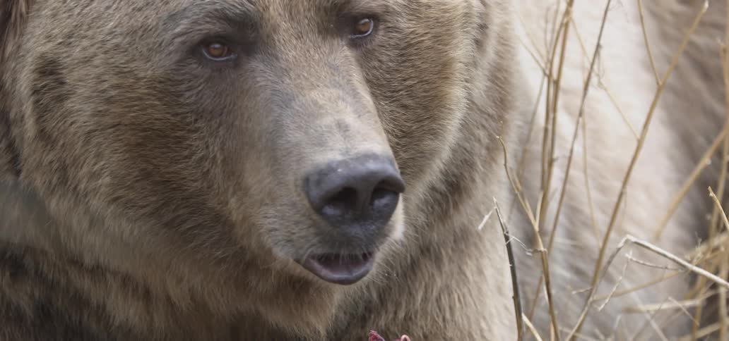 Grizzly bear looks around