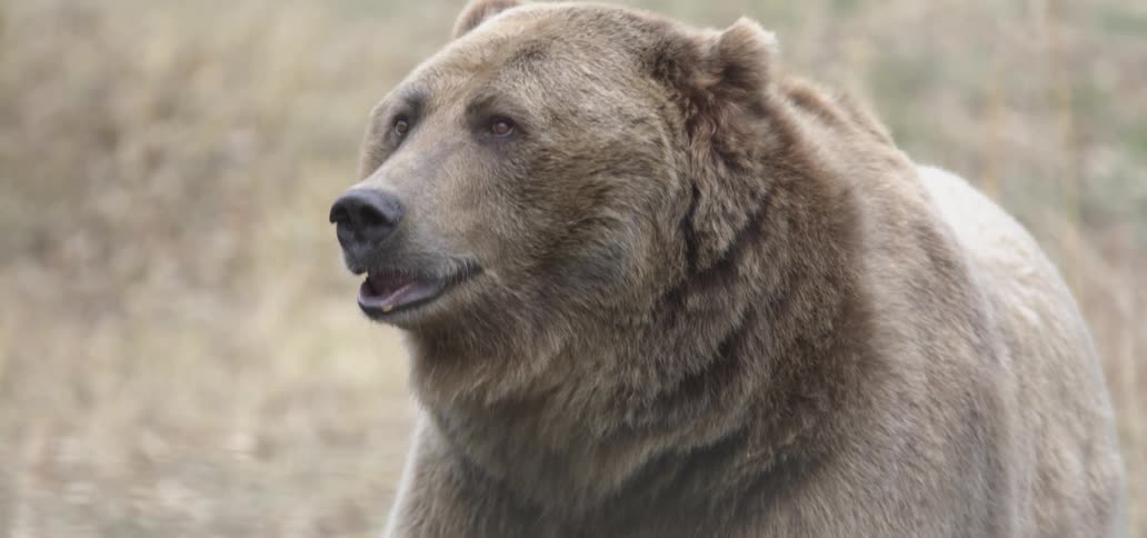 A close view of a large brown grizzly bear sitting in a grassy field looking around with a calm and alert expression