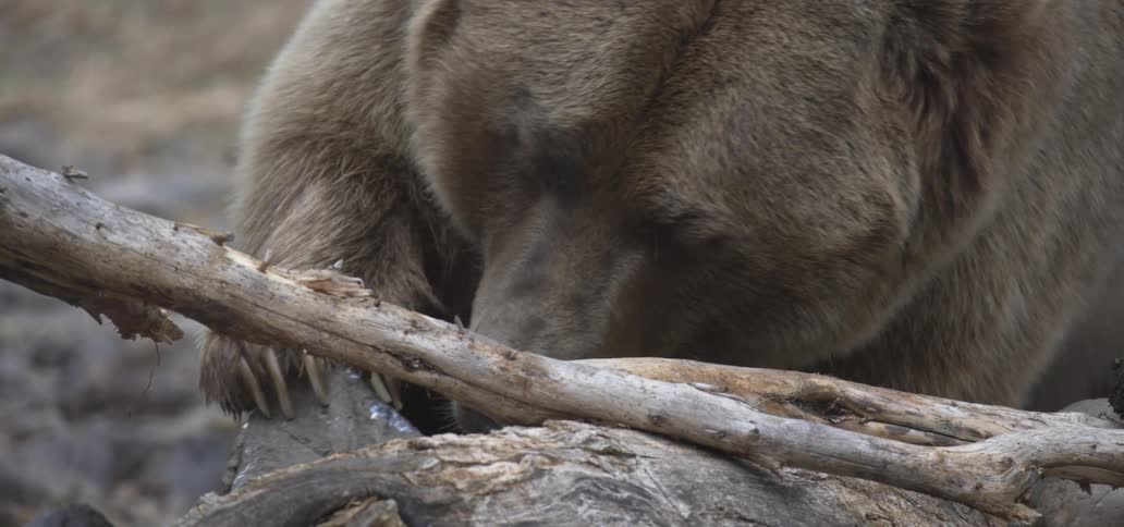 A close view of a large brown grizzly bear sitting behind a fallen log as it licks it and moves it with its paw