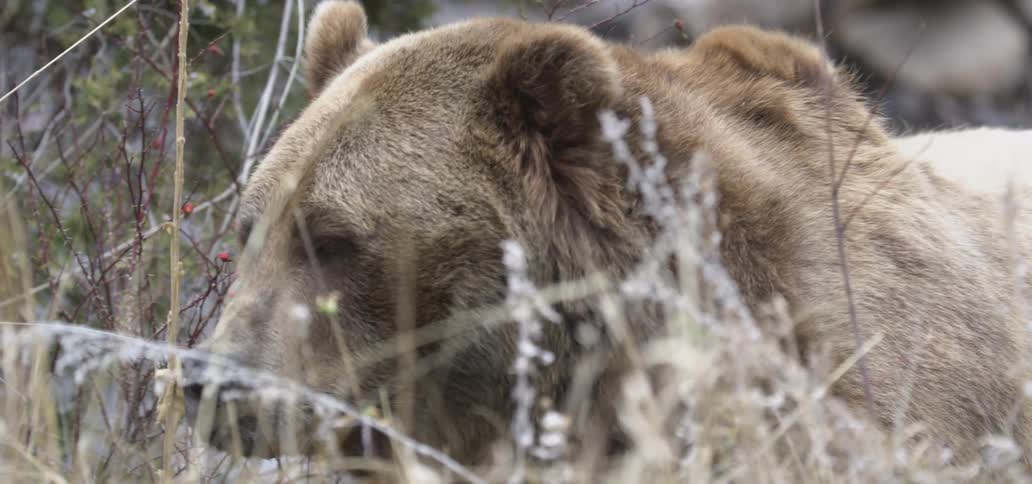A grizzly bear smells around a stream