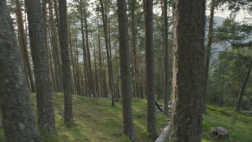 A person is walking downhill in the forest