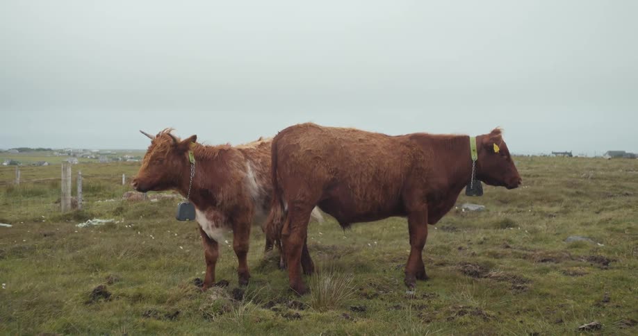 Two brown cows wearing collars stand backtoback in a grassy open field under a cloudy sky