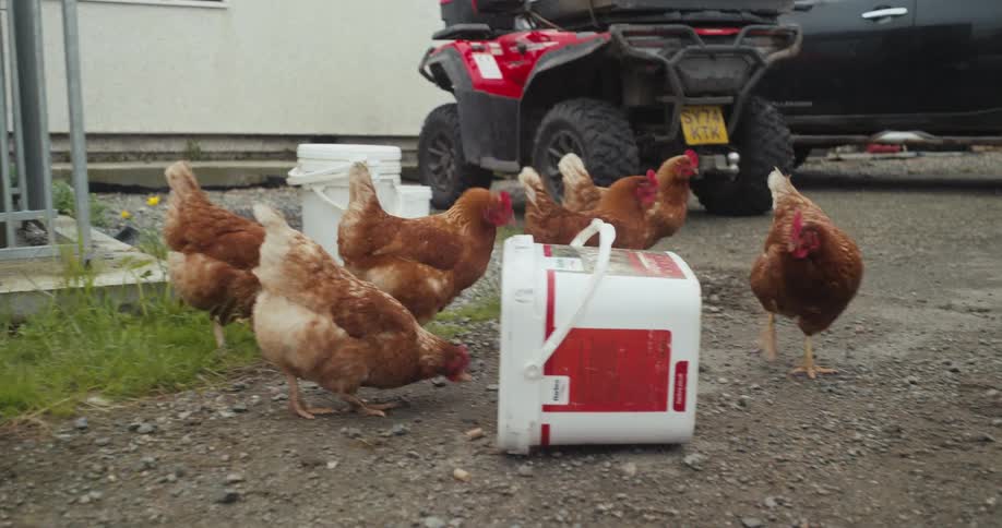 A small flock of reddishbrown chickens pecks at the ground near a large white bucket and a red atv on a gravel road next to a building
