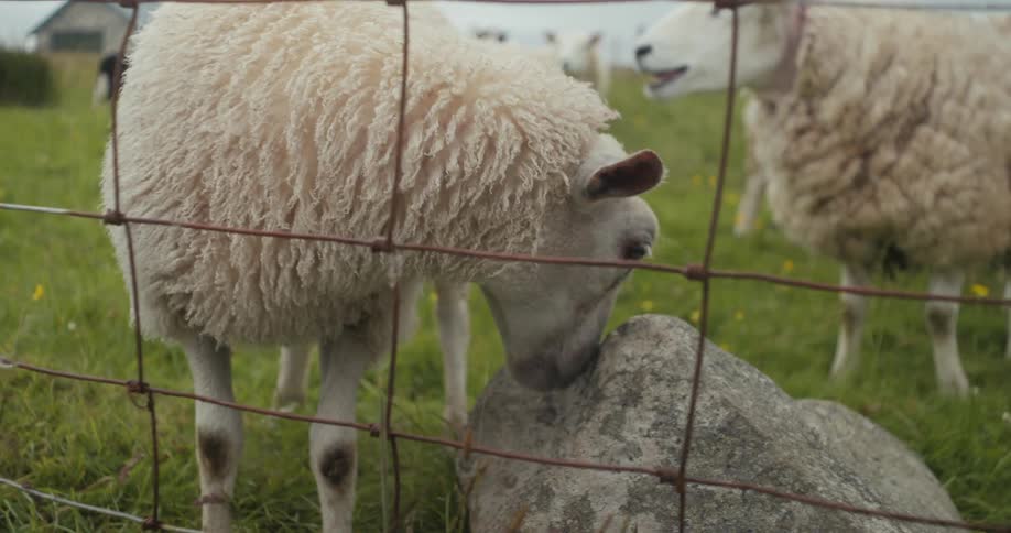 Sheep in a grassy field outdoors