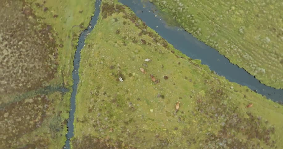 Aerial view of animals in a field with rivers