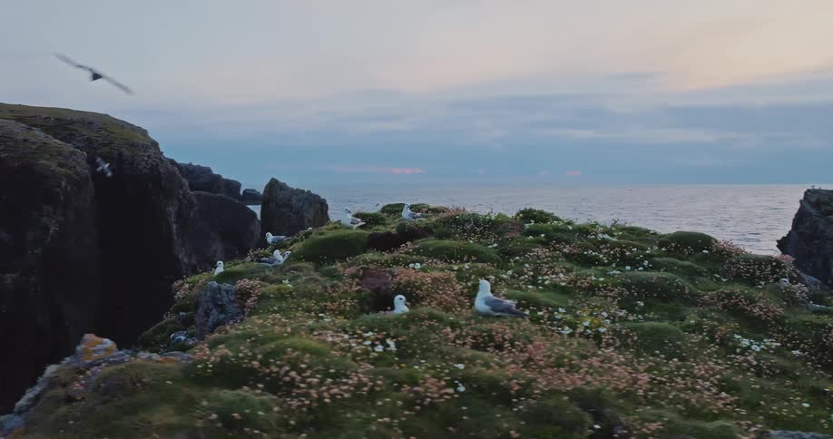 A group of seagulls rests on a grassy cliff covered in flowers with an ocean and a sky in the background