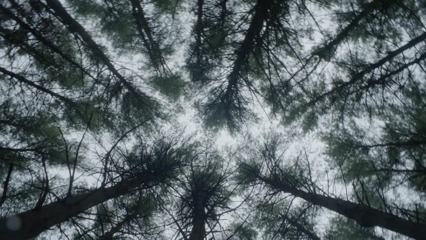 The sun shines through tall, thin trees
