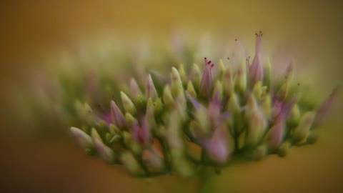 Closeup of a budding flower cluster with soft blurred background