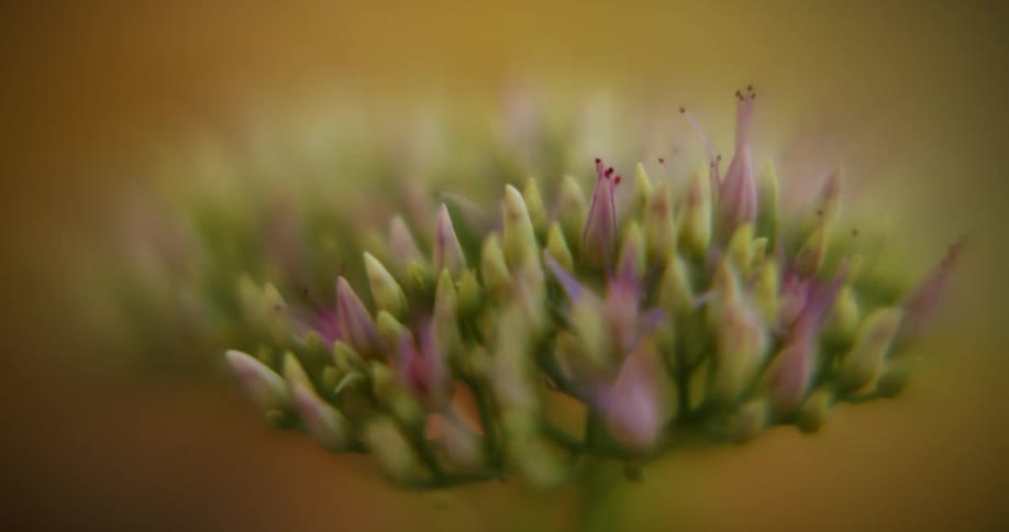 Closeup of a budding flower cluster with soft blurred background