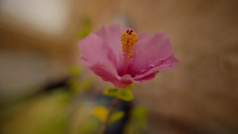 A closeup of a pink flower blooming outdoors