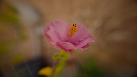 A closeup of a pink flower with yellow and red stamens