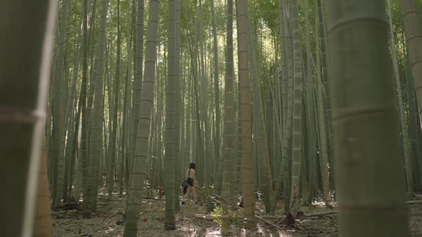 A woman is walking through a forest of bamboo