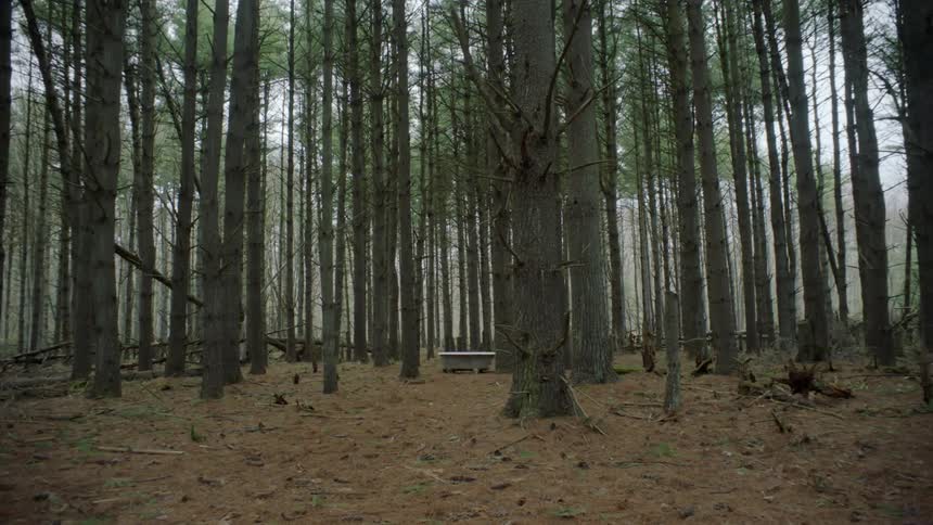 The forest has many trees and a bathtub in the center