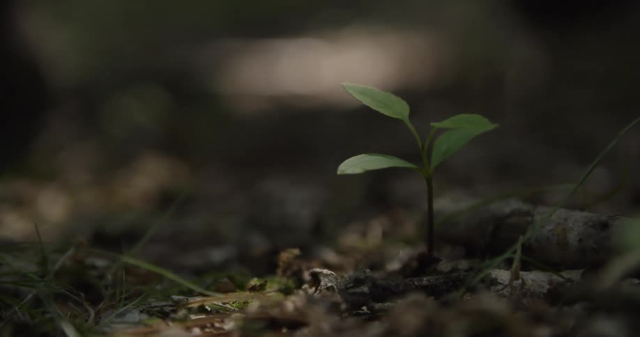 A small plant sprouts in the forest floor as a foot steps past it