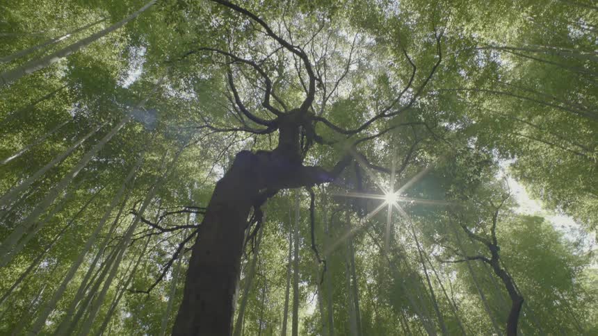 View looking up at a large tree in a forest